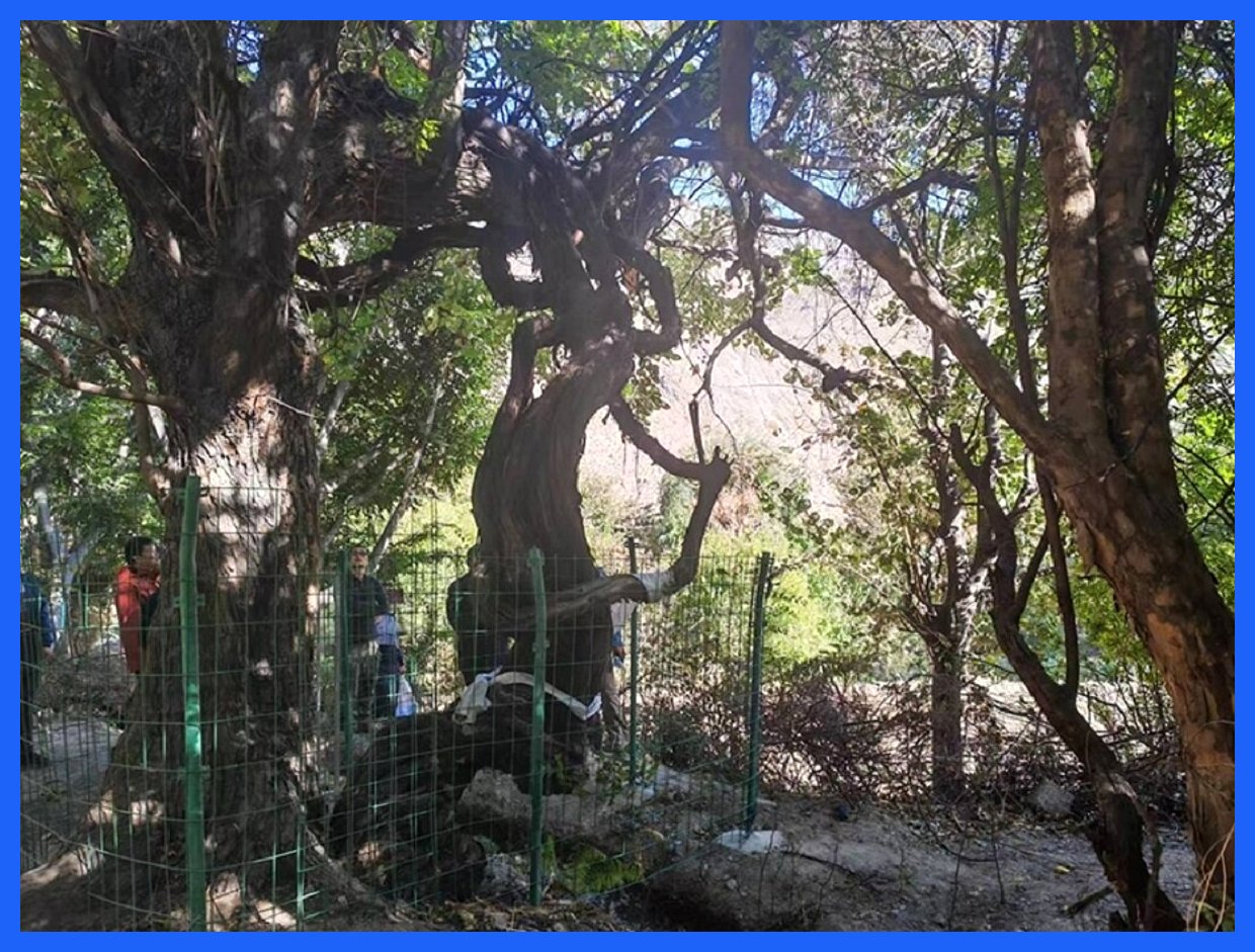 قدیمی‌ترین درخت انگور جهان؛ مشاهده تنه شگفت‌انگیز درخت ۴۱۶ ساله (+ عکس)