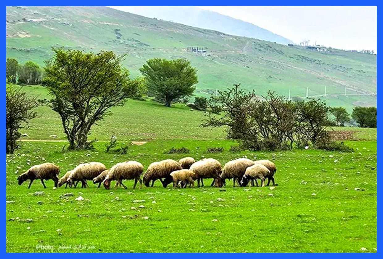 تورم نهاده‌های تولید دام، صنعت را به بحران کشاند