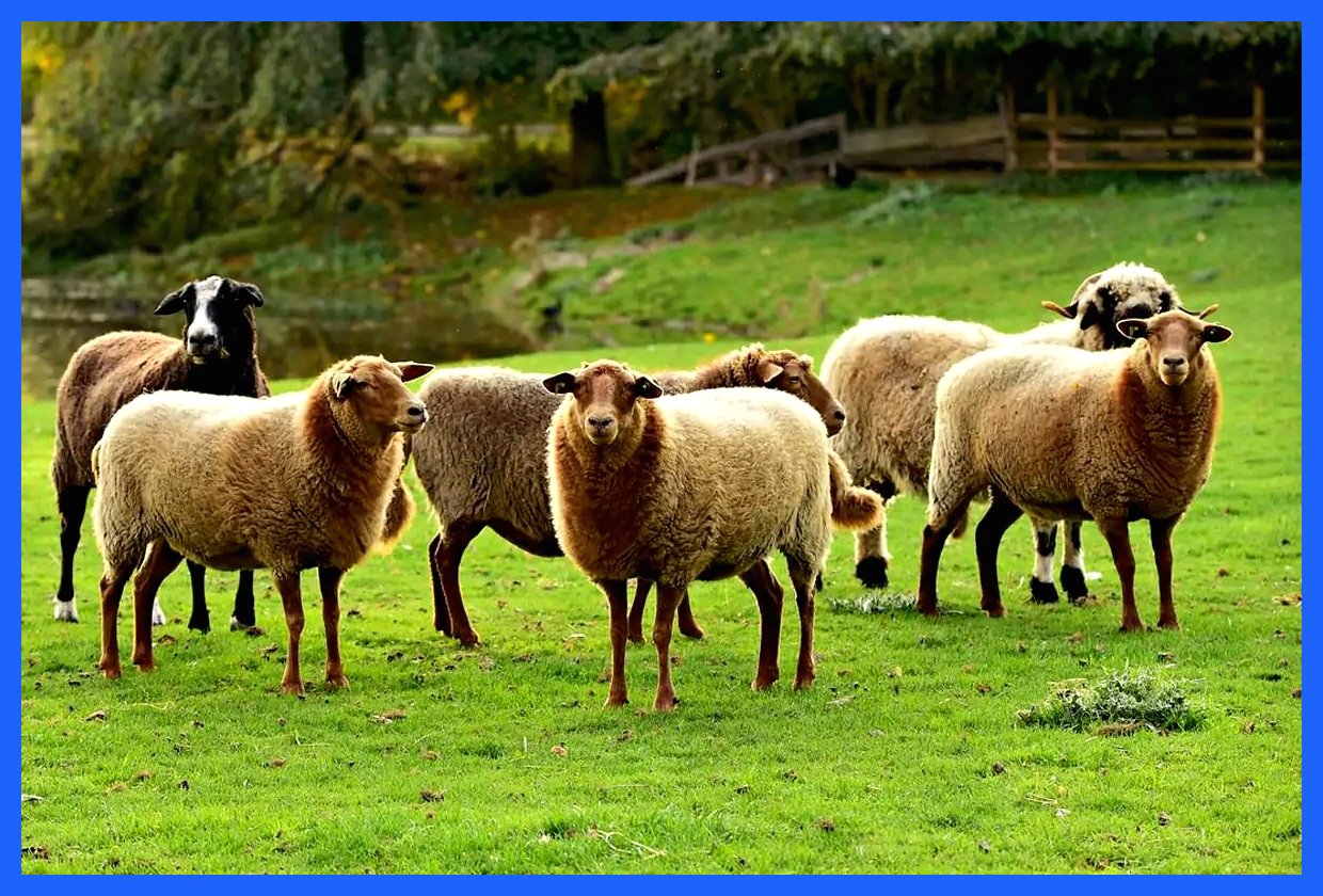 قیمت واقعی هر کیلو گوشت به ۶۵۰ هزار تومان رسید