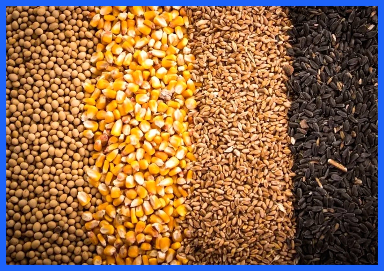 آغاز عملیات تخلیه و بارگیری نهاده‌های دامی