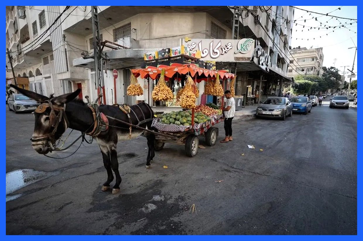 زندگی خوش و خرم الاغ های غزه در آلمان!/ انتقادها از دولت برلین