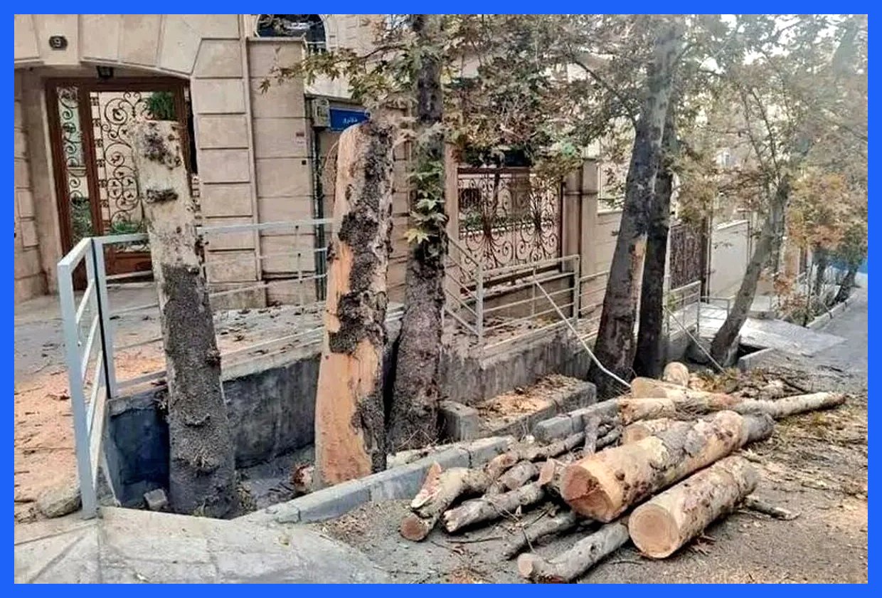 چه کسی مسئول قطع درختان تهران است؟