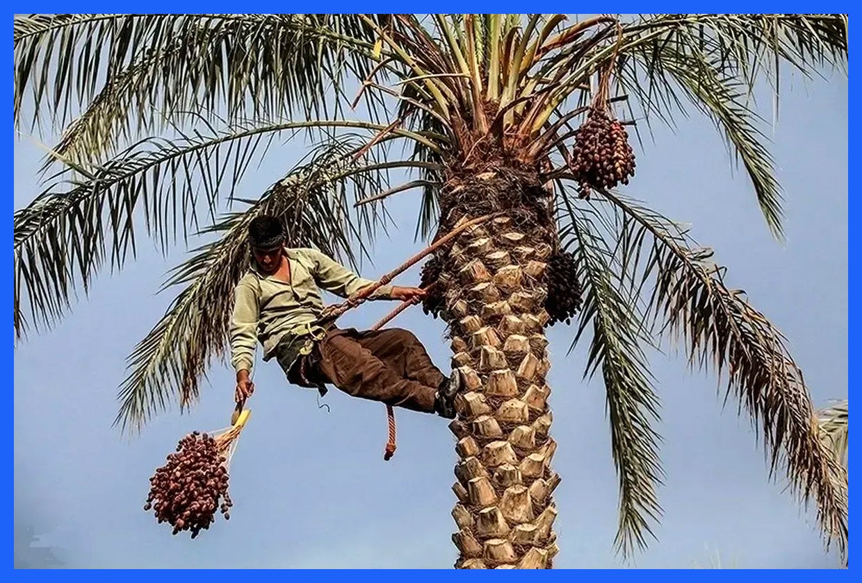 حذف 5 محصول کشاورزی از لیست محصولات آب‌بر صادراتی