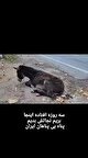 الاغی که سه روز در جاده چالوس رها شده بود!