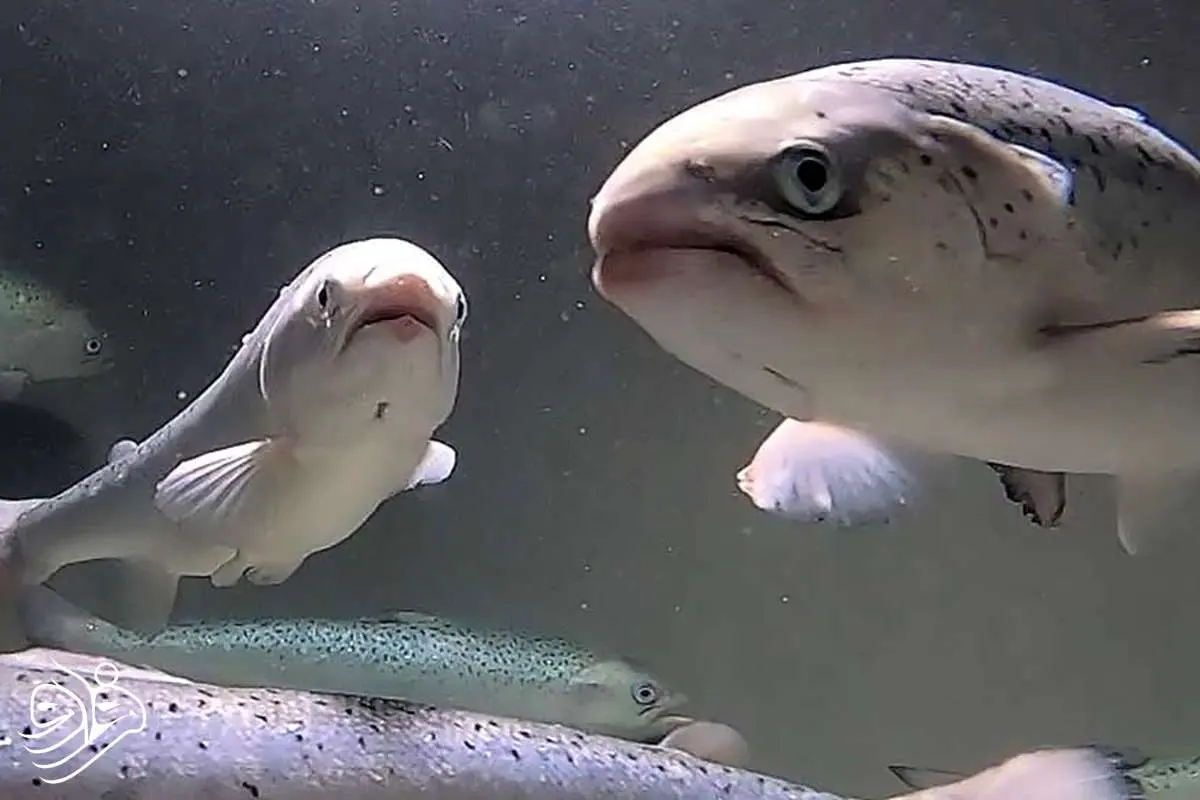 نجات ماهی‌ها با کمک هوش مصنوعی