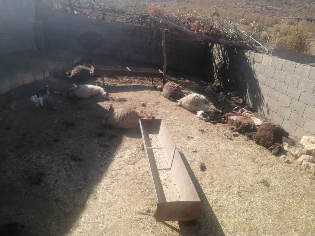 حمله وحشتناک گرگ‌ها به گله گوسفند در روستای گوشه لردگان