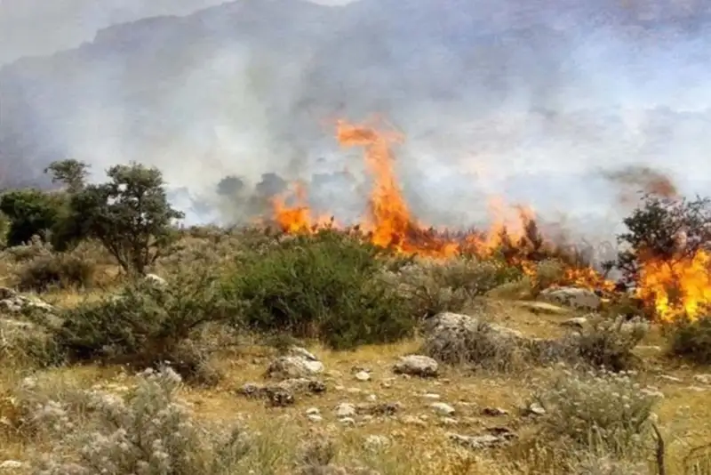 جنگل‌های کارمزد سوادکوه دوباره طعمه آتش شدند