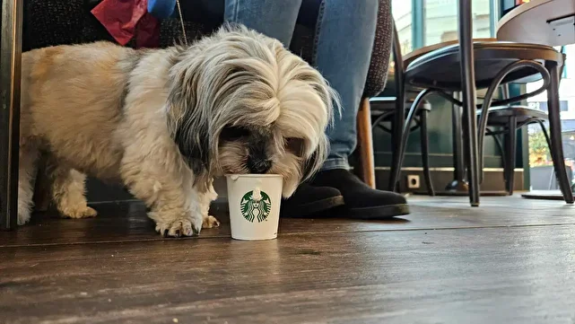 قصه‌های نان و نمک(65)/ سگ در کافه!