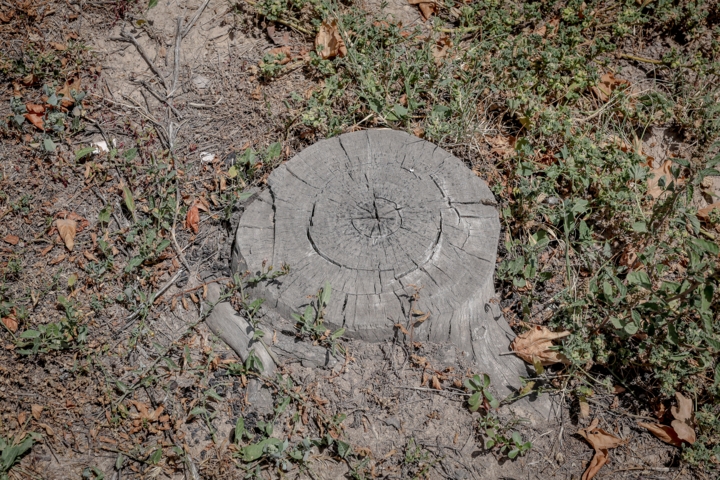 قطع غیرمجاز درختان در بابل؛ متخلفان تحت پیگرد قانونی قرار گرفتند