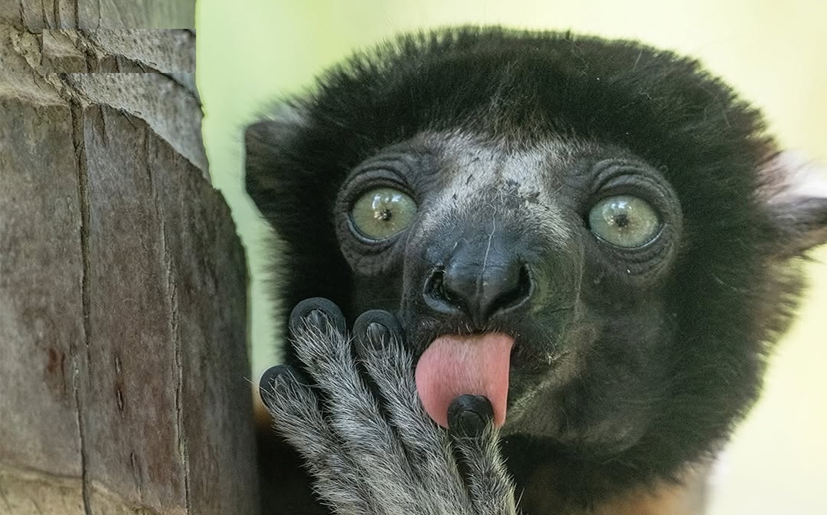 عجایب و شگفتی‌های دنیای حیوانات در تصاویر