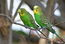 معجزه ای برای تقویت پرنده ی خونگی