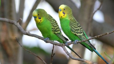 معجزه ای برای تقویت پرنده ی خونگی