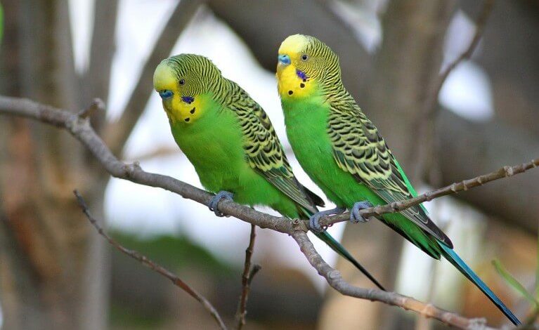معجزه ای برای تقویت پرنده ی خونگی