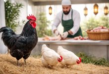 قربانی آنلاین خروس سیاه و مرغ با ذبح شرعی کامل