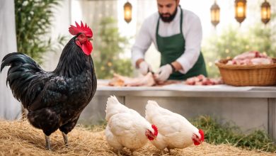 قربانی آنلاین خروس سیاه و مرغ با ذبح شرعی کامل