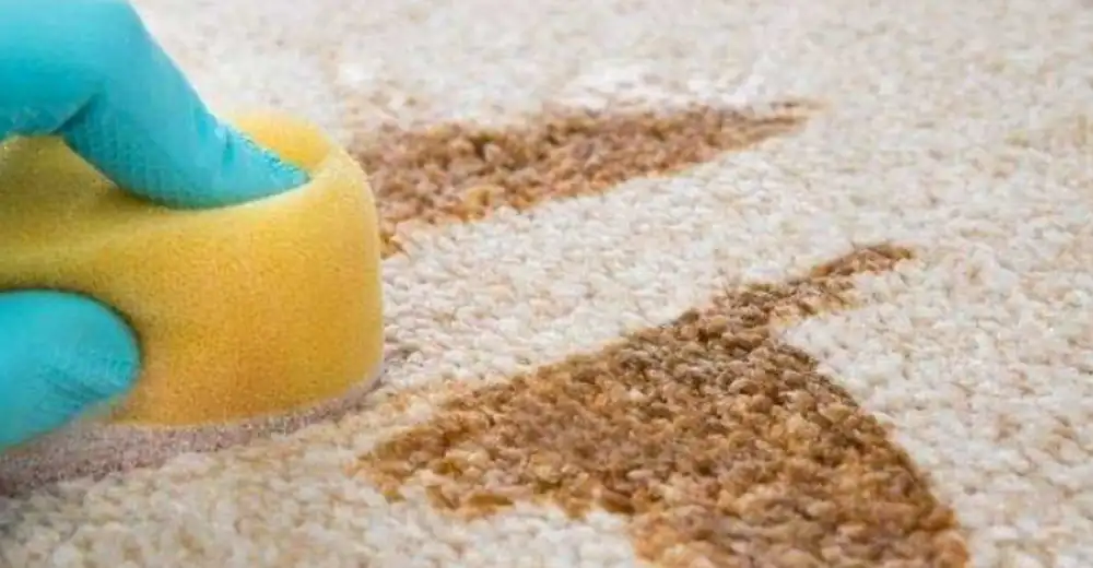برای پاکسازی از آب سرد استفاده کنید