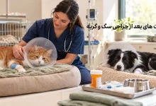 مراقبت از سگ و گربه بعد از جراحی؛ از مراقبت از بخیه تا جلوگیری از لیسیدن زخم