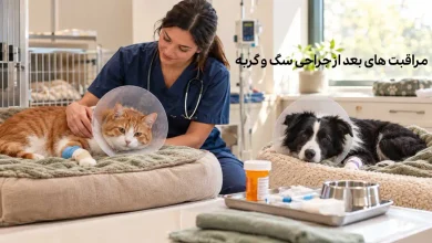 مراقبت از سگ و گربه بعد از جراحی؛ از مراقبت از بخیه تا جلوگیری از لیسیدن زخم